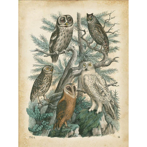 Natures Gathering III White Modern Wood Framed Art Print by Wiek, John