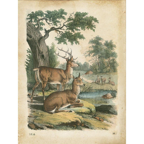 Natures Gathering IV White Modern Wood Framed Art Print by Wiek, John