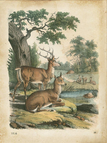 Natures Gathering IV Black Ornate Wood Framed Art Print with Double Matting by Wiek, John