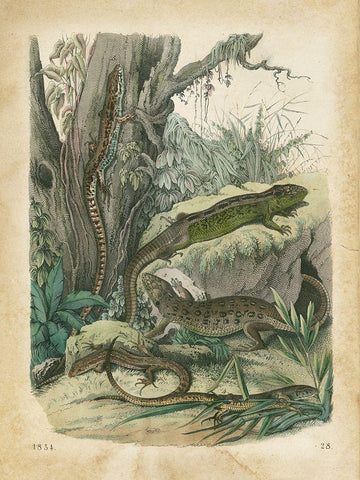 Natures Gathering V Black Ornate Wood Framed Art Print with Double Matting by Wiek, John