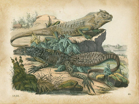 Natures Gathering VI Black Ornate Wood Framed Art Print with Double Matting by Wiek, John