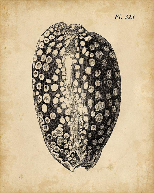 Image Only