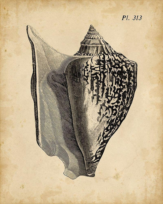 Image Only