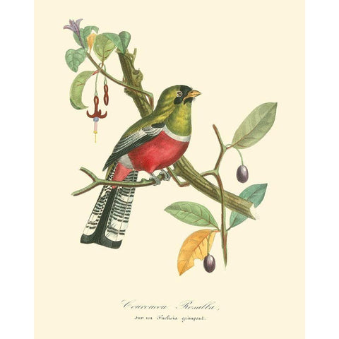 Nature Jardin I Gold Ornate Wood Framed Art Print with Double Matting by Curmer, L.