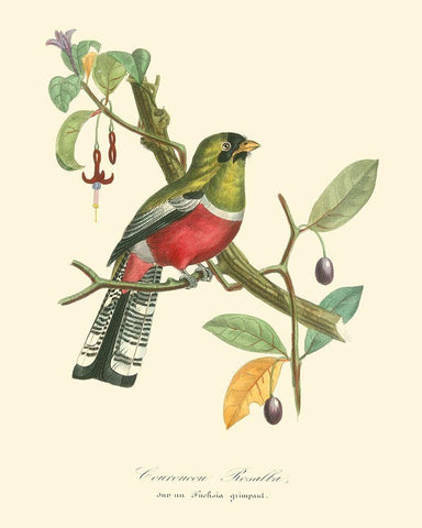 Nature Jardin I Black Ornate Wood Framed Art Print with Double Matting by Curmer, L.