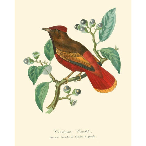 Nature Jardin II Black Modern Wood Framed Art Print by Curmer, L.