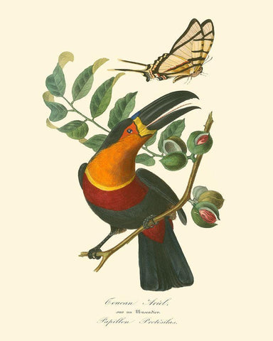 Nature Jardin III Black Ornate Wood Framed Art Print with Double Matting by Curmer, L.