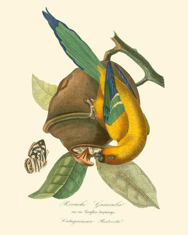 Nature Jardin IV White Modern Wood Framed Art Print with Double Matting by Curmer, L.