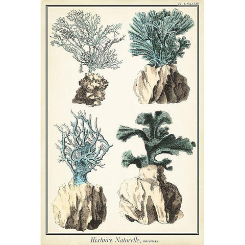 Oversize Coral Species III Black Modern Wood Framed Art Print with Double Matting by Vision Studio