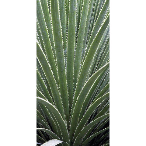 Cactus Celery Gold Ornate Wood Framed Art Print with Double Matting by Perry, Rachel