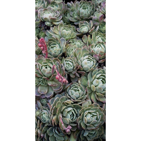 Ice Plant Clovers Black Modern Wood Framed Art Print by Perry, Rachel