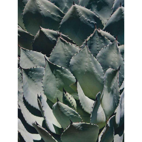 Agave I White Modern Wood Framed Art Print by Perry, Rachel