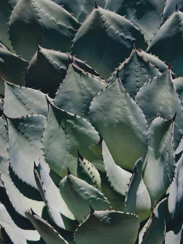 Agave I White Modern Wood Framed Art Print with Double Matting by Perry, Rachel