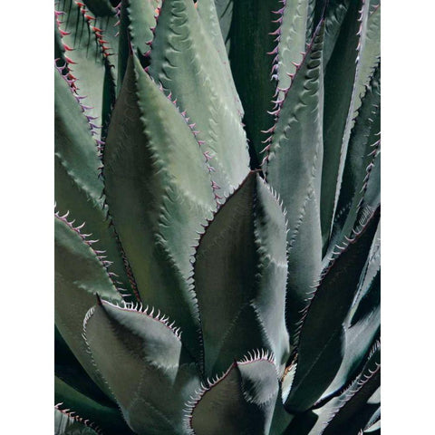 Agave II Gold Ornate Wood Framed Art Print with Double Matting by Perry, Rachel