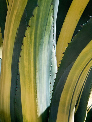 Variegated Agave I Black Ornate Wood Framed Art Print with Double Matting by Perry, Rachel