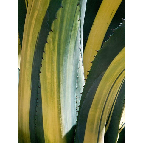 Variegated Agave I White Modern Wood Framed Art Print by Perry, Rachel