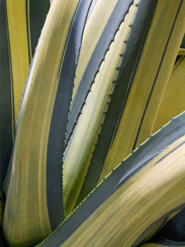 Variegated Agave II White Modern Wood Framed Art Print with Double Matting by Perry, Rachel
