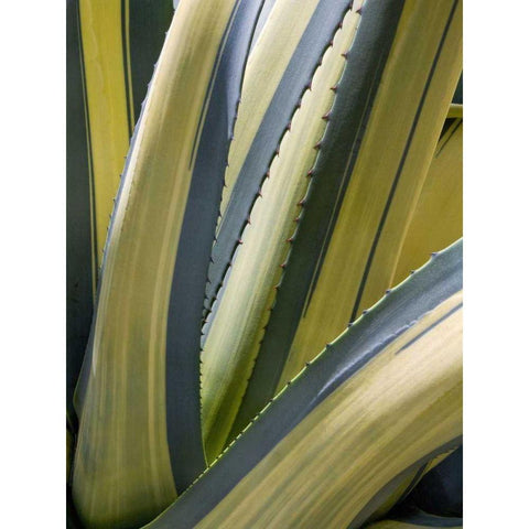 Variegated Agave II White Modern Wood Framed Art Print by Perry, Rachel
