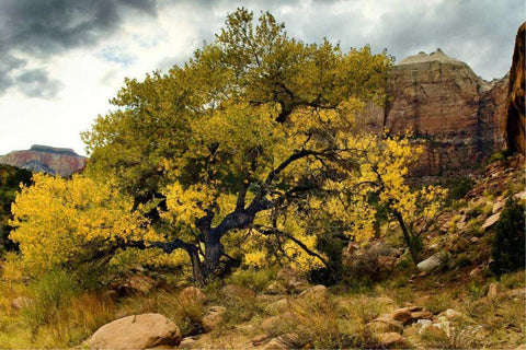 Brilliant View III Black Ornate Wood Framed Art Print with Double Matting by Chester, Colby