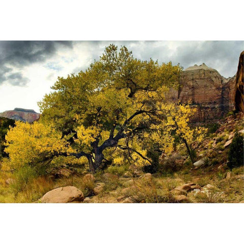 Brilliant View III Black Modern Wood Framed Art Print with Double Matting by Chester, Colby