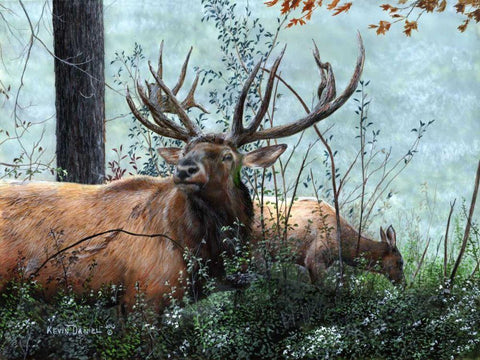 Elk Foraging White Modern Wood Framed Art Print with Double Matting by Daniel, Kevin