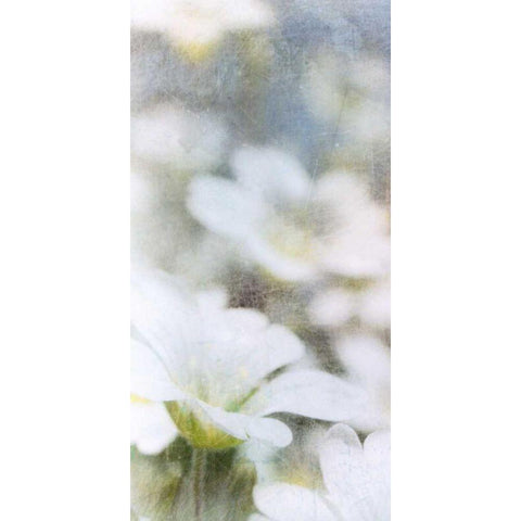 Looking Glass I Black Modern Wood Framed Art Print by Blixt, Ingrid