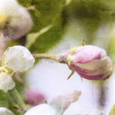 Apple Blossom I Gold Ornate Wood Framed Art Print with Double Matting by Open Journey