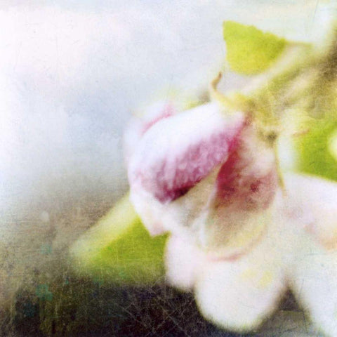 Apple Blossom II White Modern Wood Framed Art Print with Double Matting by Open Journey