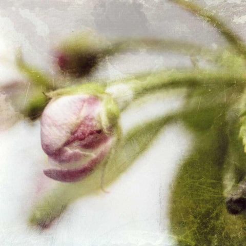 Apple Blossom III White Modern Wood Framed Art Print with Double Matting by Open Journey
