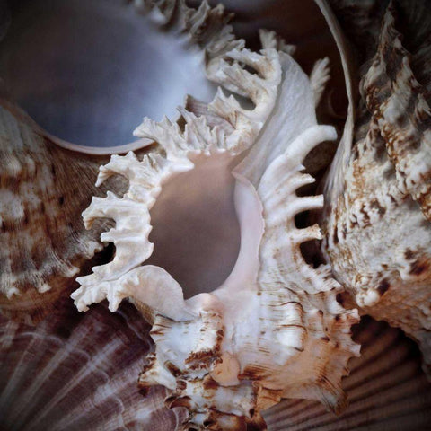 Macro Shells II White Modern Wood Framed Art Print by Perry, Rachel
