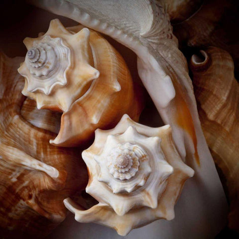Macro Shells III Black Ornate Wood Framed Art Print with Double Matting by Perry, Rachel