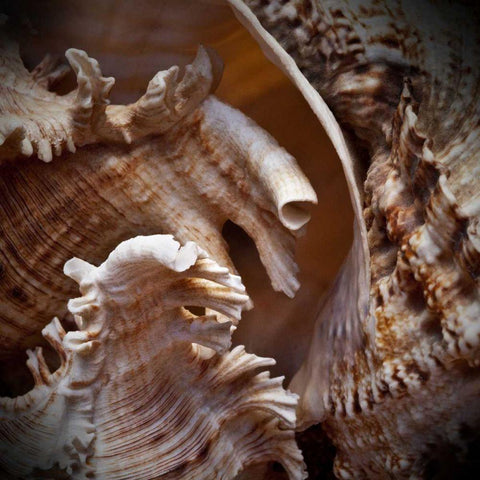 Macro Shells IV Black Modern Wood Framed Art Print by Perry, Rachel