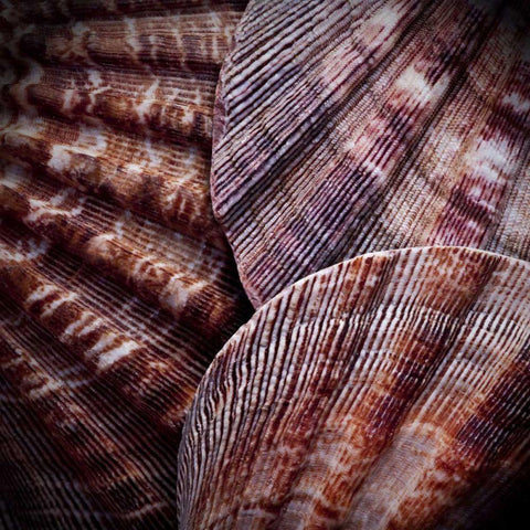 Macro Shells V Black Ornate Wood Framed Art Print with Double Matting by Perry, Rachel