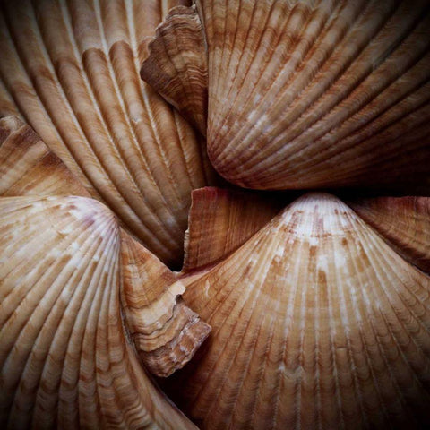 Macro Shells VI White Modern Wood Framed Art Print with Double Matting by Perry, Rachel