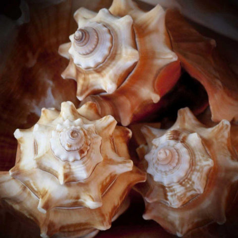 Macro Shells VII Black Ornate Wood Framed Art Print with Double Matting by Perry, Rachel