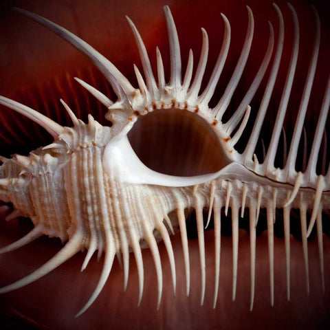 Macro Shells VIII Black Ornate Wood Framed Art Print with Double Matting by Perry, Rachel