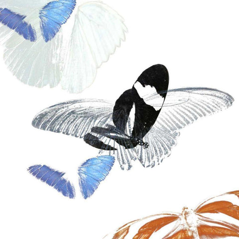 Butterfly Inflorescence I Black Modern Wood Framed Art Print with Double Matting by Project, A.