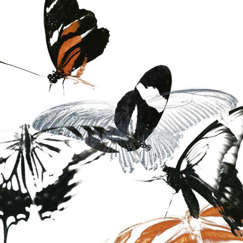 Butterfly Inflorescence III White Modern Wood Framed Art Print with Double Matting by Project, A.