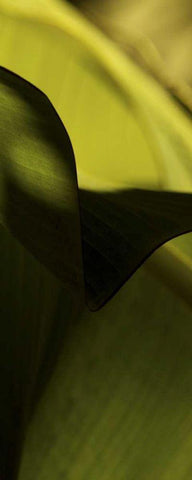 Leaf Detail II White Modern Wood Framed Art Print with Double Matting by Ling, Tang