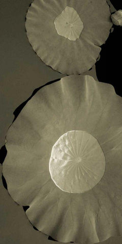 Lotus I Black Ornate Wood Framed Art Print with Double Matting by Ling, Tang