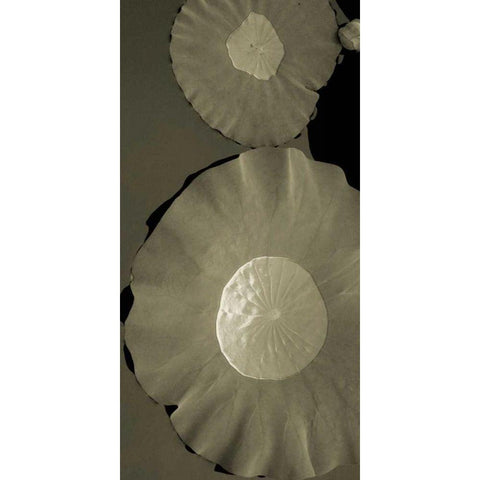 Lotus I Black Modern Wood Framed Art Print by Ling, Tang