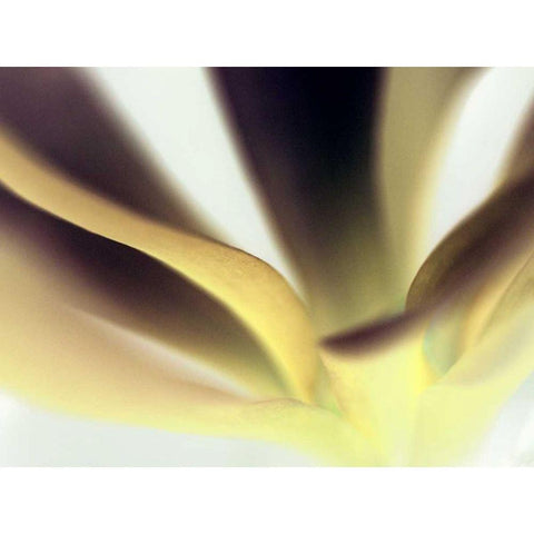 Petal II White Modern Wood Framed Art Print by Ling, Tang