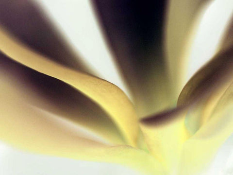 Petal II White Modern Wood Framed Art Print with Double Matting by Ling, Tang