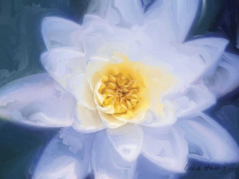Painterly Flower III Black Ornate Wood Framed Art Print with Double Matting by Henry, Lola