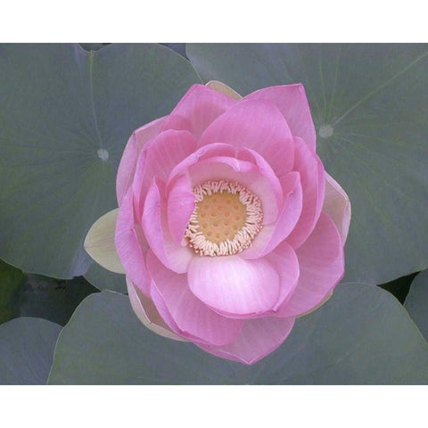 Blushing Lotus I Black Modern Wood Framed Art Print with Double Matting by Christensen, Jim