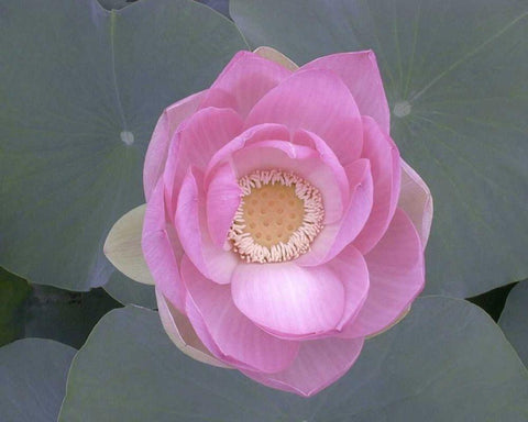 Blushing Lotus I White Modern Wood Framed Art Print with Double Matting by Christensen, Jim