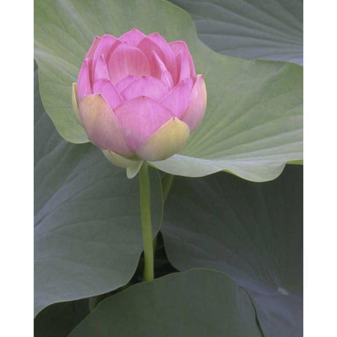 Blushing Lotus II White Modern Wood Framed Art Print by Christensen, Jim