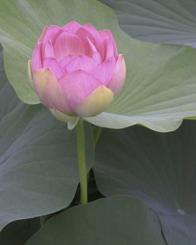 Blushing Lotus II Black Ornate Wood Framed Art Print with Double Matting by Christensen, Jim