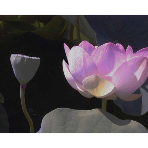 Blushing Lotus III Gold Ornate Wood Framed Art Print with Double Matting by Christensen, Jim