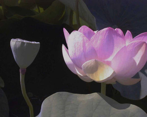 Blushing Lotus III White Modern Wood Framed Art Print with Double Matting by Christensen, Jim